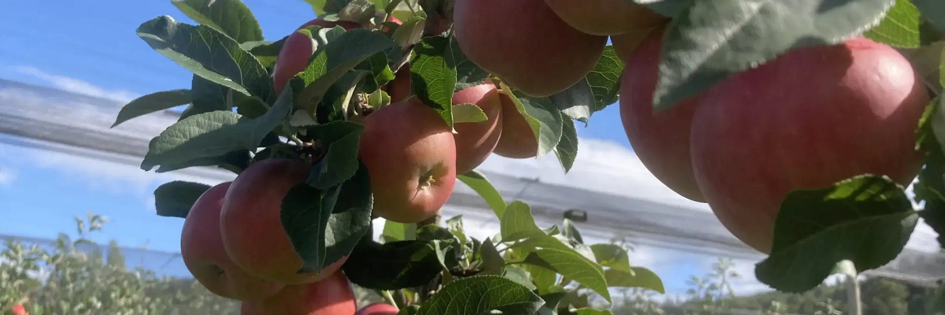 Äpfel frisch vom Baum
