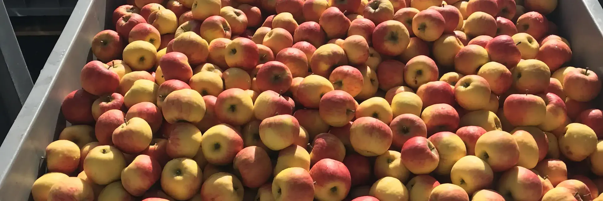 Unsere moderne Mostpresse