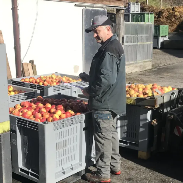 Kontrolle der Äpfel vor der Verarbeitung